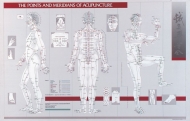 Points and Meridians of Acupuncture