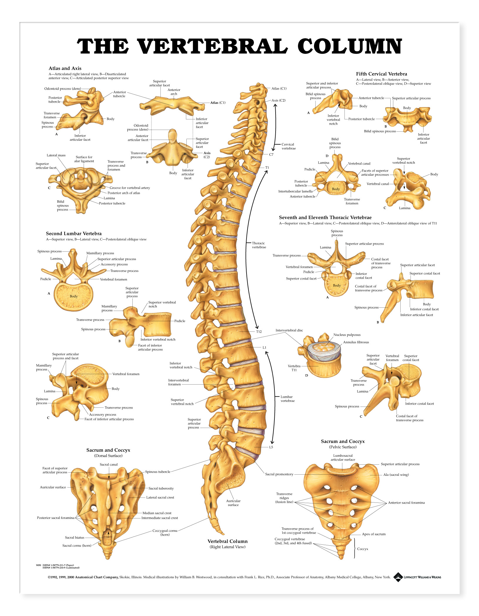 Vertebral Column Vertebral Column Labelled