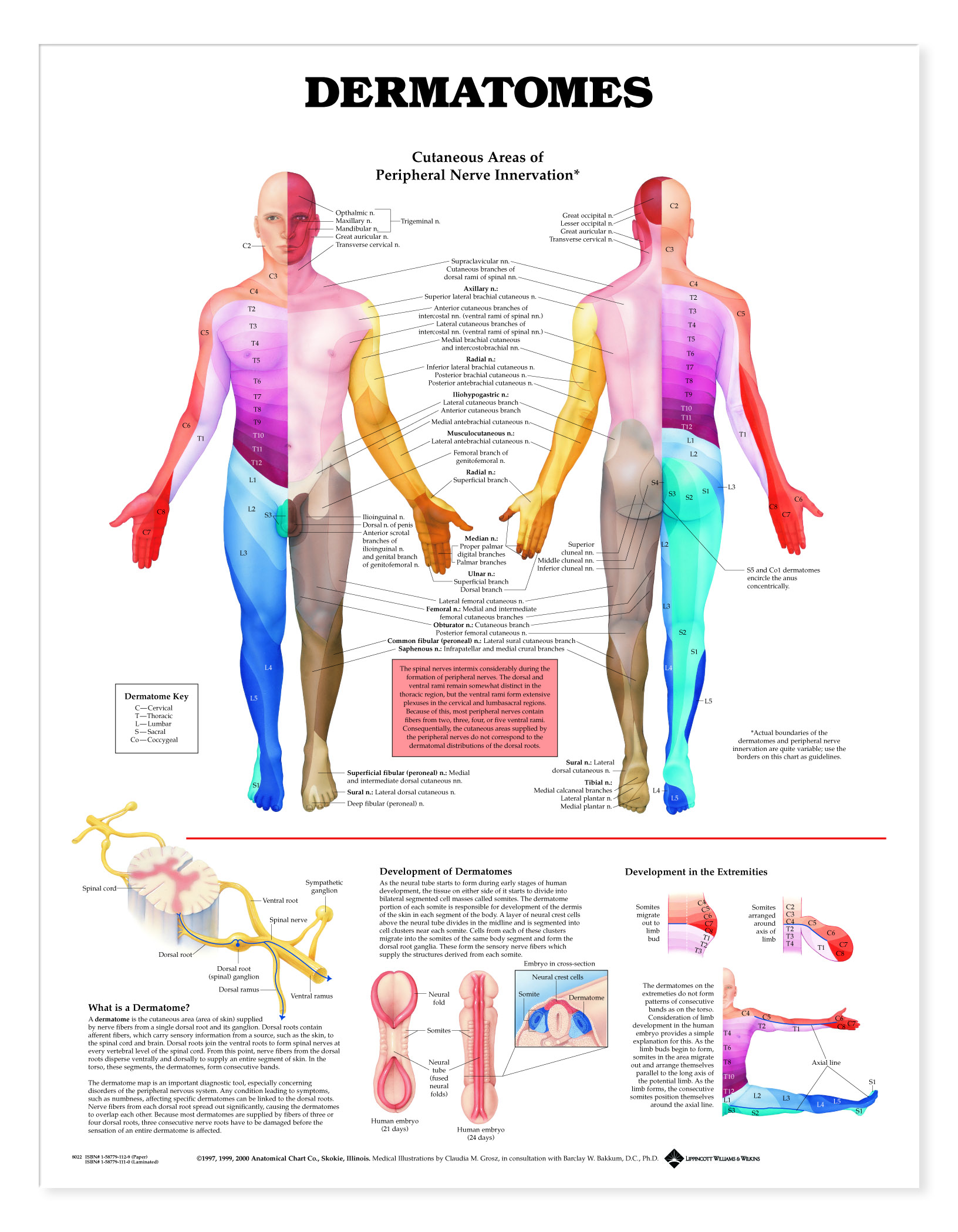 What Is A Dermatome Chart