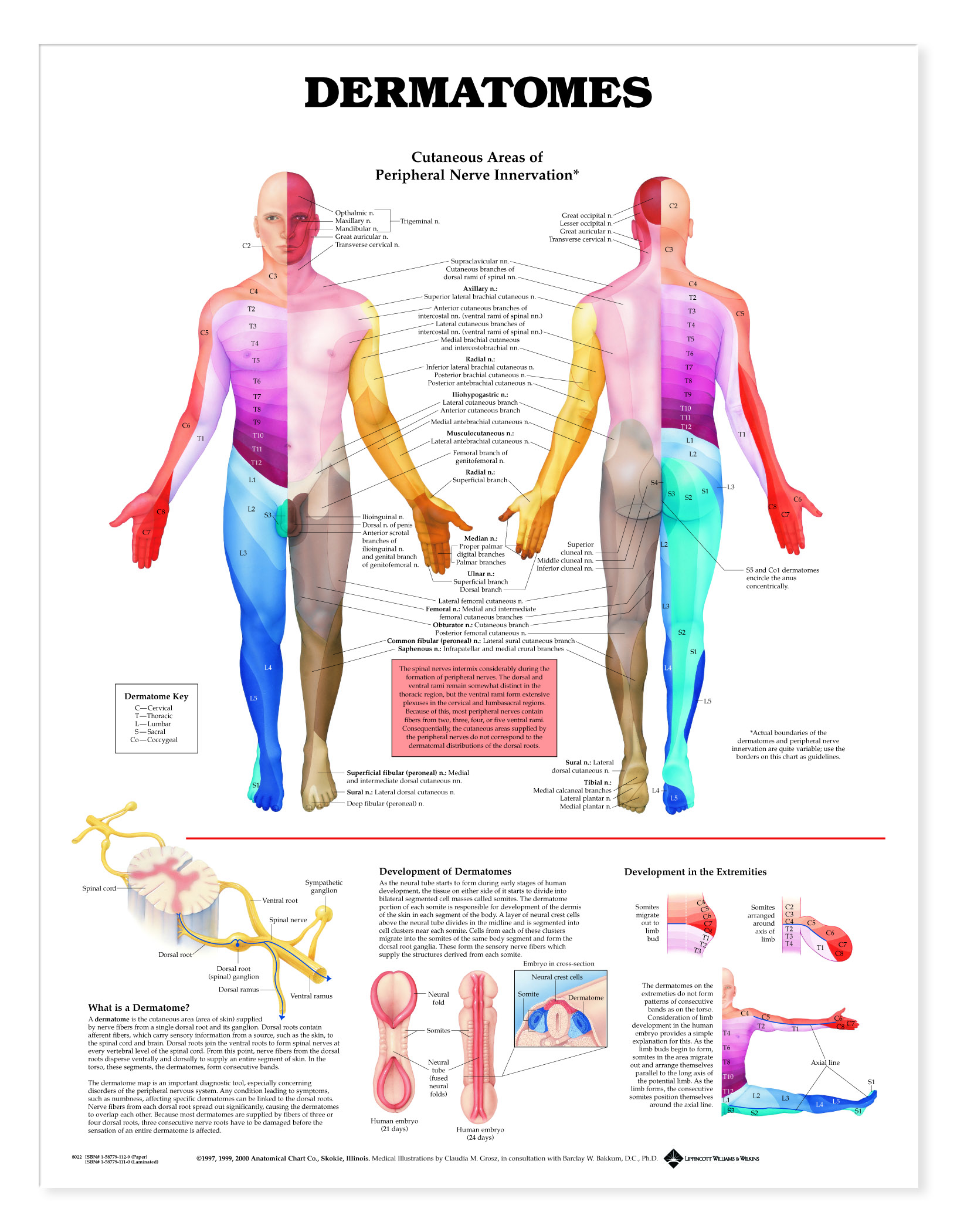 Peripheral Nerve Dermatome Chart