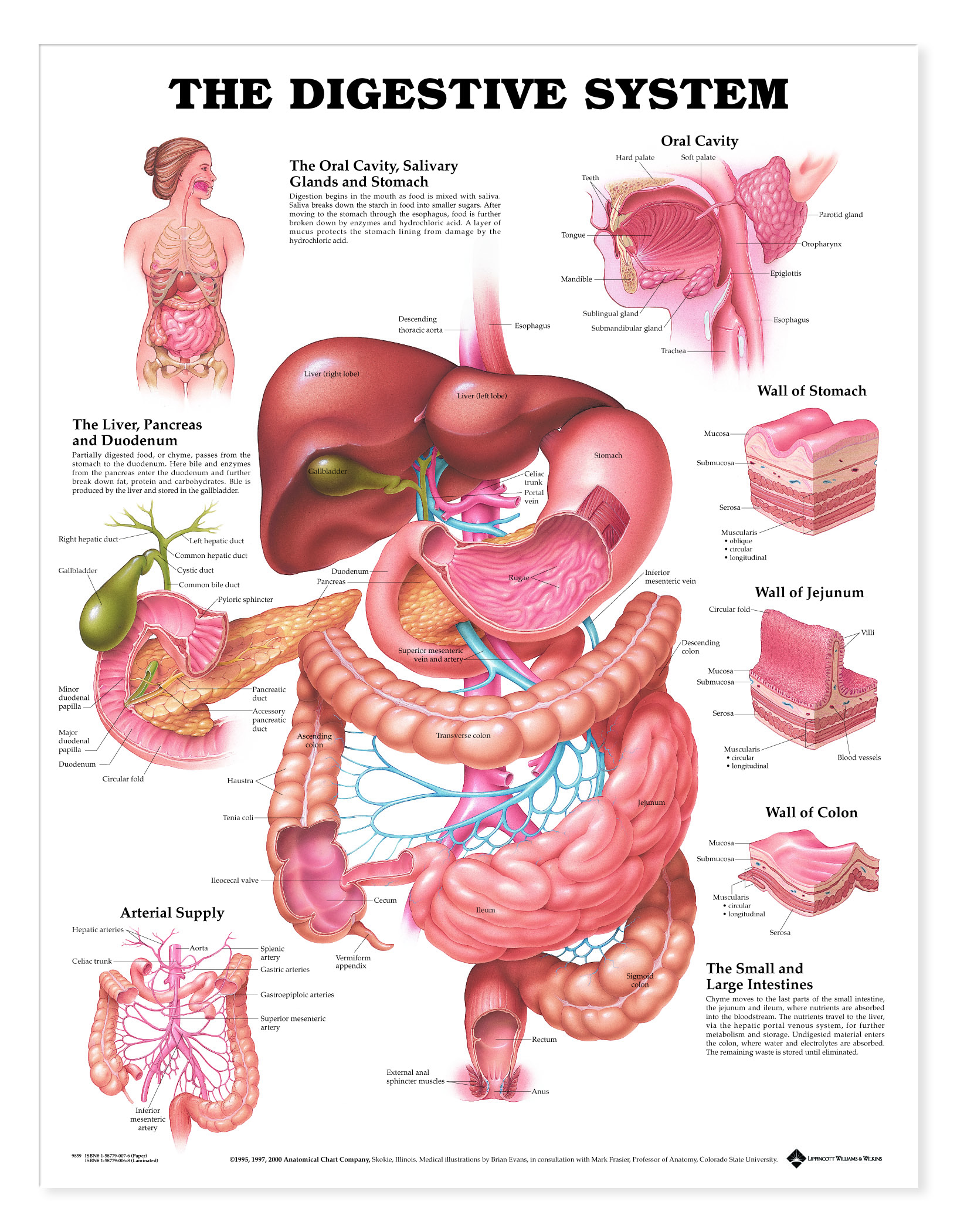 Digestive System - Charts | 2450