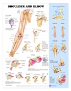 Shoulder and Elbow