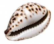 Natural Cowrie Lava Shells