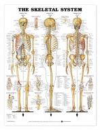 Skeletal System