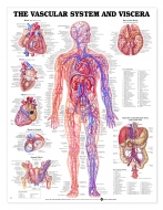 Vascular System and Viscera