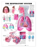 Respiratory System