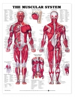 Muscular System