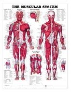 Muscular System