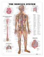 Nervous System