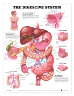 Digestive System