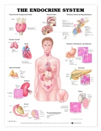 Endocrine System