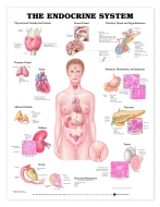 Endocrine System