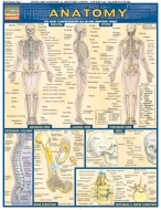Quick Study Anatomy