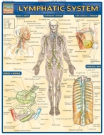 Quick Study Lymphatic System