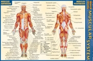 Quick Study Muscular System - Pocket Guide