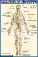 Quick Study Nervous System - Pocket Guide