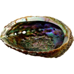Abalone Shell 5