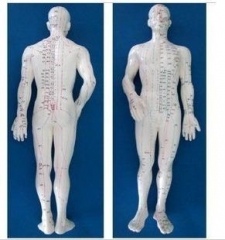 Model of the Human Body - Male - 19 inch with stand