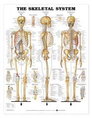 Skeletal System