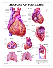 Anatomy of the Heart