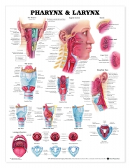 Pharynx and Larynx - Chart