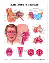 Ear, Nose, and Throat