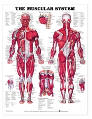 Muscular System