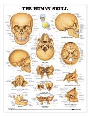 Human Skull