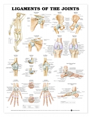 Ligaments of the Joints