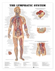 Lymphatic System