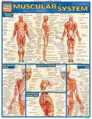 Quick Study Muscular System