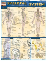 Quick Study Skeletal System