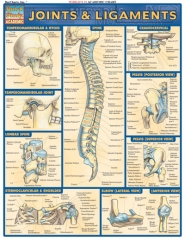 Quick Study Joints and Ligaments