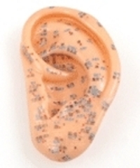 Acupoints Model of Ear - 3 inch