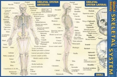 Quick Study Skeletal System - Pocket Guide