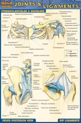 Quick Study Joints & Ligaments - Pocket Guide