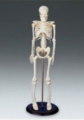 My First Skeleton - Tiny Tim