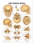 Human Skull - Paper - Unmounted