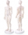 Model of the Human Body - Male - 19 inch with stand