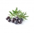 Therapro� Single Note Essential Oils 100% Pure Essential Oils