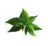 Therapro� Single Note Essential Oils 100% Pure Essential Oils