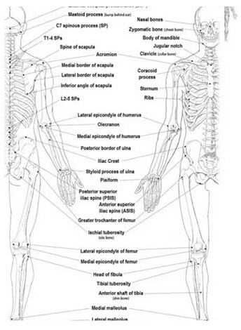 Muscle Manual Textbook - Anatomy | Pathology