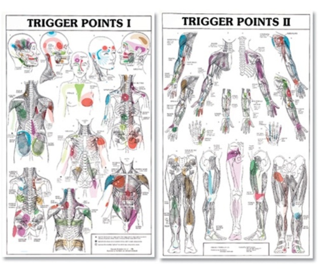 Trigger point charts i and ii charts 1989
