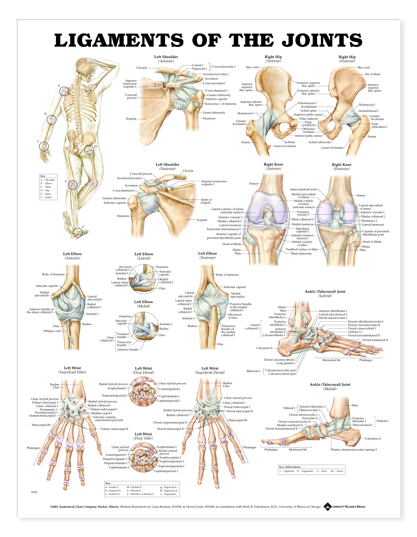 Названия суставов человека. Все суставы человека анатомия. Скелет и типы суставов. Суставы скелета человека. Схема суставов человека.